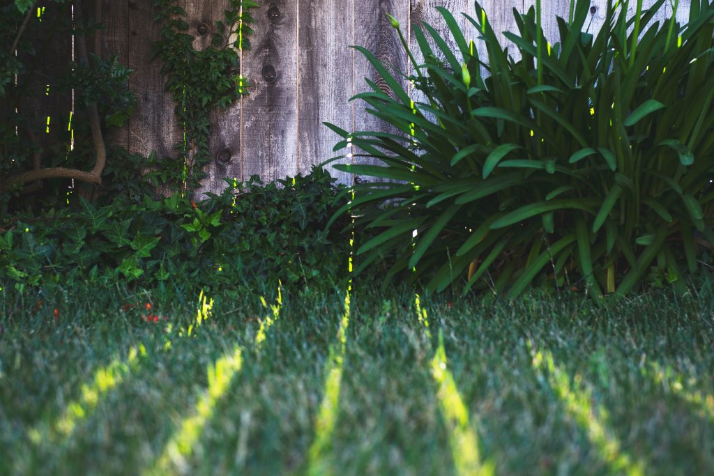 Grass in the garden